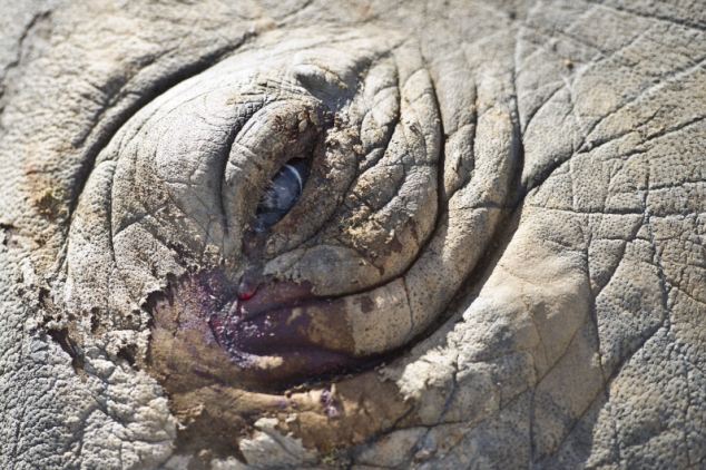 ΔΕΙΤΕ: Λευκός ρινόκερος συγκρούστηκε με φορτηγό στη Νότια Αφρική - Φωτογραφία 3