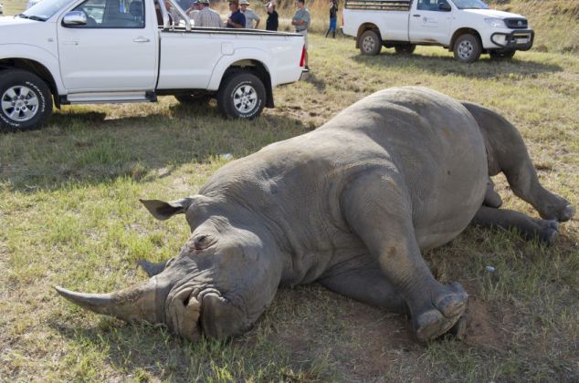 ΔΕΙΤΕ: Λευκός ρινόκερος συγκρούστηκε με φορτηγό στη Νότια Αφρική - Φωτογραφία 4