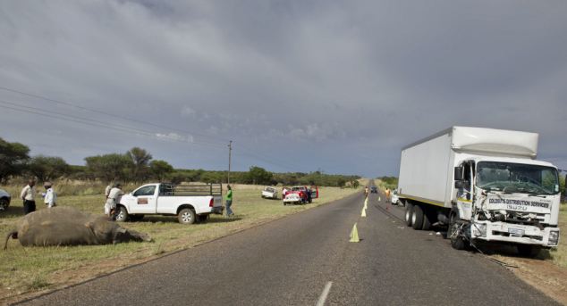 ΔΕΙΤΕ: Λευκός ρινόκερος συγκρούστηκε με φορτηγό στη Νότια Αφρική - Φωτογραφία 5