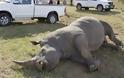 ΔΕΙΤΕ: Λευκός ρινόκερος συγκρούστηκε με φορτηγό στη Νότια Αφρική