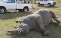 ΔΕΙΤΕ: Λευκός ρινόκερος συγκρούστηκε με φορτηγό στη Νότια Αφρική - Φωτογραφία 4