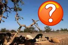 ΔΕΙΤΕ: Το κατσικόδεντρο