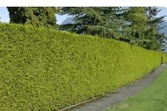 Ποια φυτά είναι κατάλληλα για φυτοφράχτη