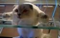 VIDEO: Παράξενος γάτος...