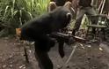 Μαϊμού με καλάζνικοφ σκορπίζει τον πανικό σε Αφρικανούς στρατιώτες! [video]