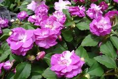 Ανθοθεραπεία: Η πεμπτουσία των Ανθέων