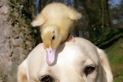 Λαμπραντόρ υιοθέτησε παπάκι! (photos)