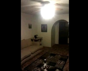 VIDEO: Η γάτα... ηλεκτρολόγος!!! - Φωτογραφία 1