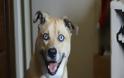 VIDEO: Ο σκύλος με το πιο διαπεραστικό βλέμμα