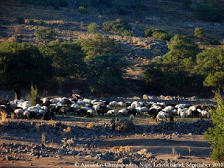 Τιμές “θανάτου” για τους κτηνοτρόφους της Λέσβου - Φωτογραφία 1