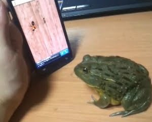 VIDEO: Δείτε τι έγινε όταν ο βάτραχος συνάντησε την τεχνολογία! - Φωτογραφία 1