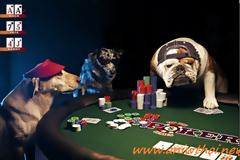 H (ΠΡΑΓΜΑΤΙΚΗ) ΖΩΗ ΕΝΟΣ BULLDOG !!!