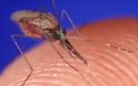 Επισπεύστε την κουνουποκτονία, προειδοποιούν οι γιατροί [video]