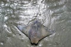 Το πρόσωπο του Χριστού εμφανίστηκε πάνω σε ψάρι!