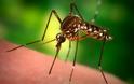 Ανερχόμενη απειλή η ελονοσία