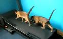 VIDEO: Γάτες στον διάδρομο γυμναστικής