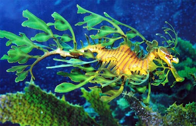 Τα πιο παράξενα πλάσματα που έχουν βρεθεί στην θάλασσα! - Φωτογραφία 23