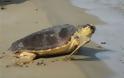 Κατάκολο : Eντοπίστηκαν νεκρές χελώνες καρέτα – καρέτα