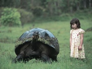 ΔΕΙΤΕ: Οι γιγάντιες χελώνες των Γκαλαπάγκος - Φωτογραφία 1