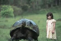 ΔΕΙΤΕ: Οι γιγάντιες χελώνες των Γκαλαπάγκος