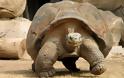 ΔΕΙΤΕ: Οι γιγάντιες χελώνες των Γκαλαπάγκος - Φωτογραφία 10
