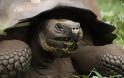 ΔΕΙΤΕ: Οι γιγάντιες χελώνες των Γκαλαπάγκος - Φωτογραφία 3