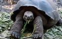 ΔΕΙΤΕ: Οι γιγάντιες χελώνες των Γκαλαπάγκος - Φωτογραφία 4