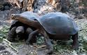 ΔΕΙΤΕ: Οι γιγάντιες χελώνες των Γκαλαπάγκος - Φωτογραφία 5