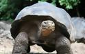 ΔΕΙΤΕ: Οι γιγάντιες χελώνες των Γκαλαπάγκος - Φωτογραφία 6