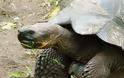 ΔΕΙΤΕ: Οι γιγάντιες χελώνες των Γκαλαπάγκος - Φωτογραφία 7