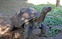 ΔΕΙΤΕ: Οι γιγάντιες χελώνες των Γκαλαπάγκος - Φωτογραφία 9