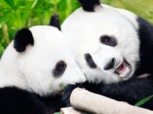 Ρομαντικός έρωτας για… panda! - Φωτογραφία 1
