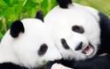 Ρομαντικός έρωτας για… panda! - Φωτογραφία 1