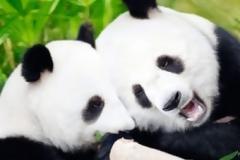 Ρομαντικός έρωτας για… panda!