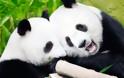 Ρομαντικός έρωτας για… panda! - Φωτογραφία 2
