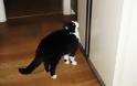 Μια απίθανη γάτα… Ιντιάνα Τζόουνς!