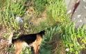 Φρίκη – Πυροβόλησαν και άλλο σκύλο στην Κρήτη