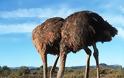 Ν. Αφρική: Γρίπη των πτηνών και σε στρουθοκαμήλους