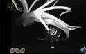 Ένα Γιγάντιο Καλαμάρι - Κράκεν - για πρώτη φορά στον φωτογραφικό φακό! (Photos+Video) - Φωτογραφία 2