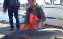 Σκυλόψαρο 4 μέτρων αλιεύτηκε στην Πάτμο