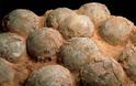 Ανακαλύφθηκαν τα αρχαιότερα έμβρυα δεινοσαύρων μέσα στα αυγά τους