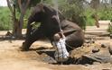 Επιχείρηση απεγκλωβισμού ελέφαντα - Φωτογραφία 10