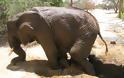 Επιχείρηση απεγκλωβισμού ελέφαντα - Φωτογραφία 12