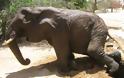Επιχείρηση απεγκλωβισμού ελέφαντα - Φωτογραφία 13
