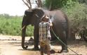 Επιχείρηση απεγκλωβισμού ελέφαντα - Φωτογραφία 16