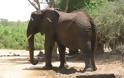 Επιχείρηση απεγκλωβισμού ελέφαντα - Φωτογραφία 17