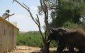 Επιχείρηση απεγκλωβισμού ελέφαντα - Φωτογραφία 18
