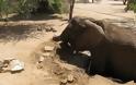 Επιχείρηση απεγκλωβισμού ελέφαντα - Φωτογραφία 3