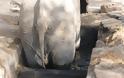 Επιχείρηση απεγκλωβισμού ελέφαντα - Φωτογραφία 4