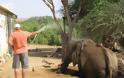 Επιχείρηση απεγκλωβισμού ελέφαντα - Φωτογραφία 5